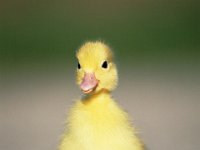 G1519  Waddling duck : August 2006 Release, cute, duckling, fluffy, Image Source, IS816, IS816-039, nobody, one animal, outdoors, road, soft, waddling, walking, yellow