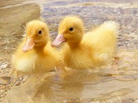 Two ducklings in water  Two ducklings in water
